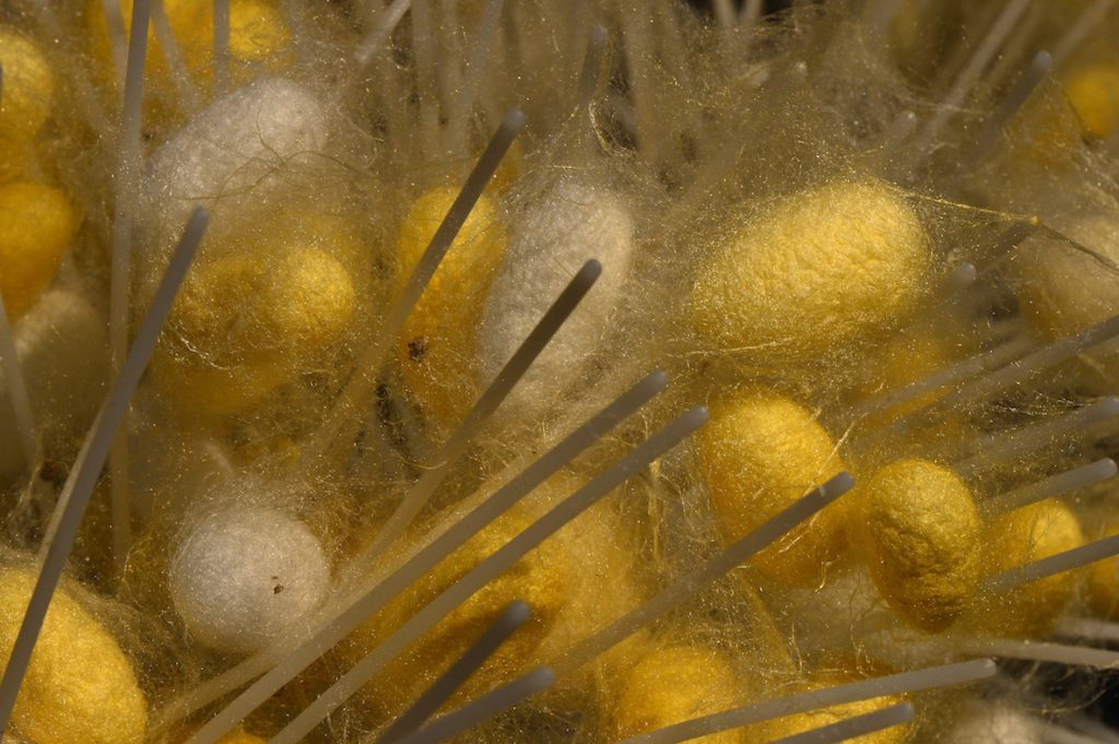 Parcours des savoir faire - sericiculture